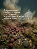 Бойлы пылящие Carptravel насадочные Monster Crab 14мм 100 г (Монстр краб) 5