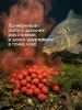 Бойлы пылящие Carptravel насадочные Citrus 14мм 100 г (Цитрус) 4